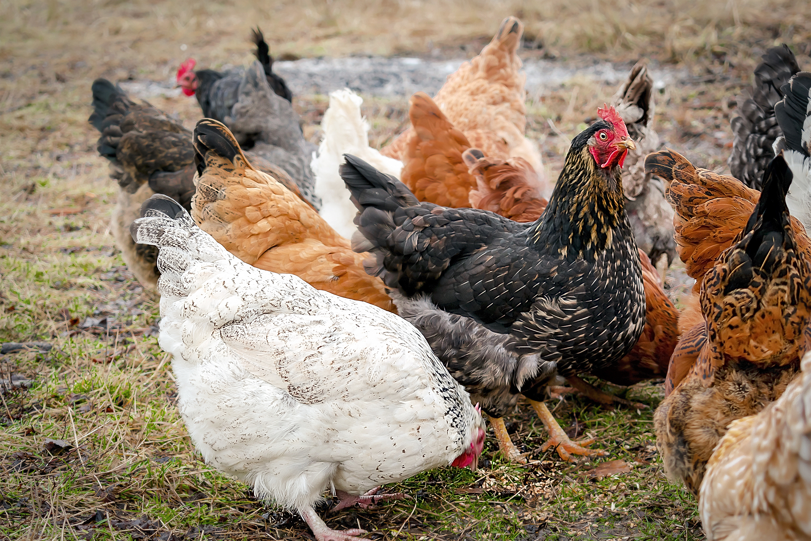 Scott's Building Adventures